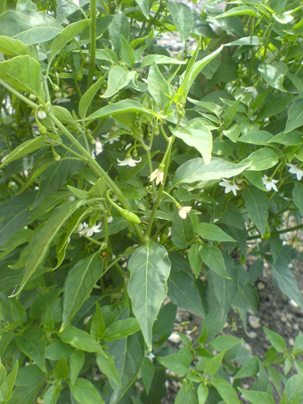 Blüten einer Chilipflanze