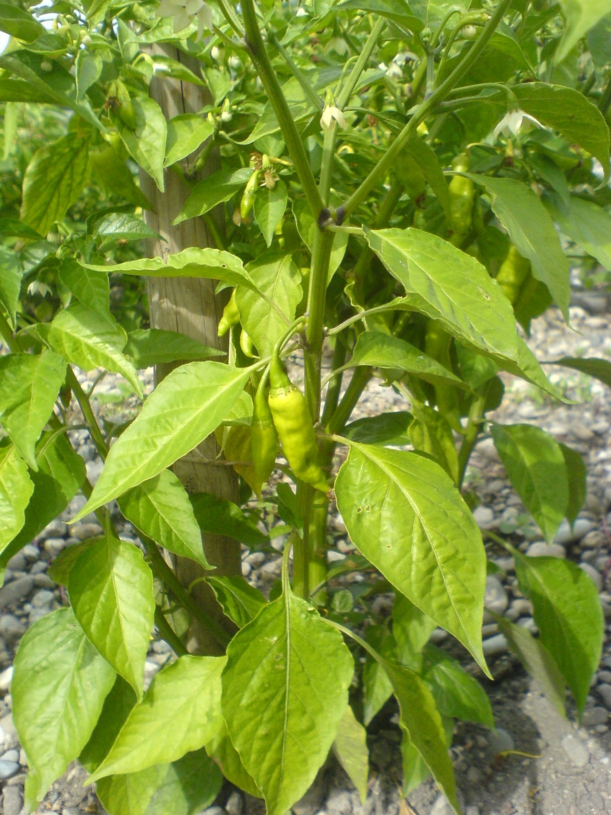 Junge Früchte einer Chilipflanze