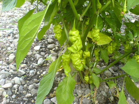 Junge Früchte einer Chilipflanze