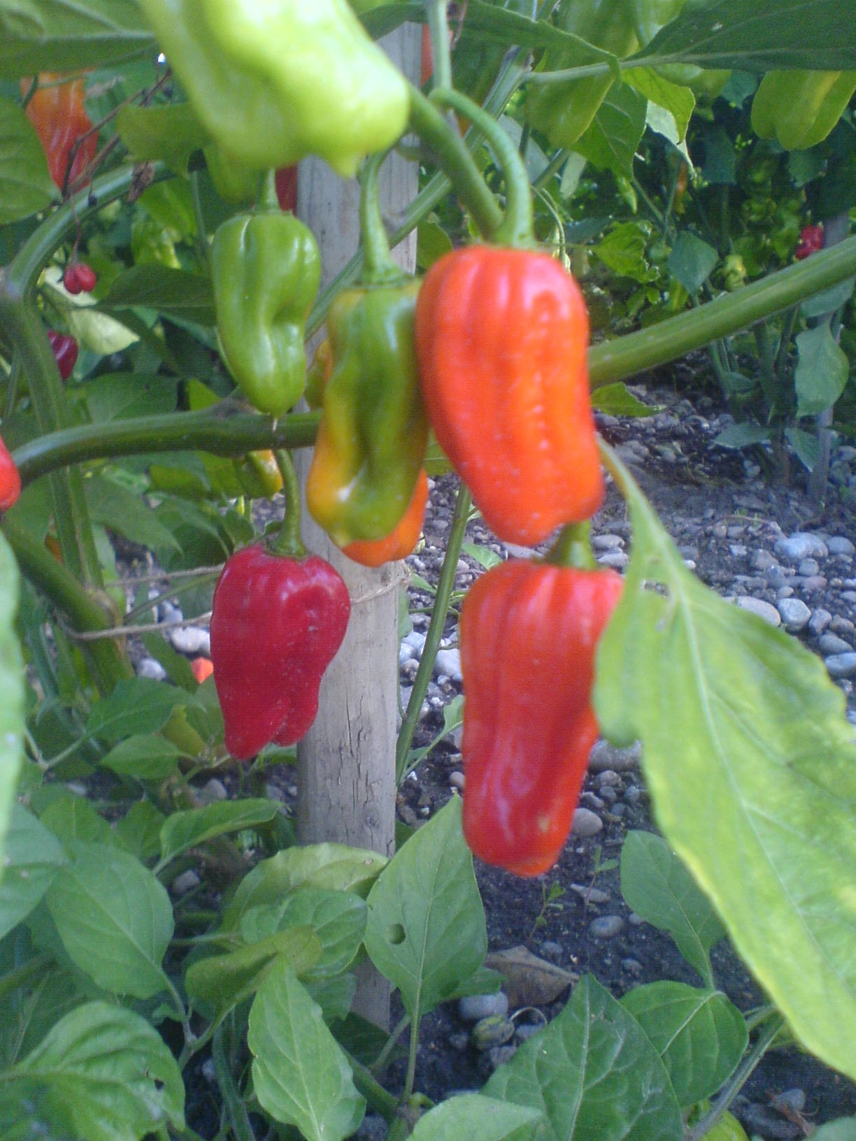 Rote Früchte einer Chilipflanze