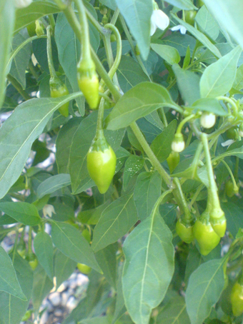 Junge Früchte einer Chilipflanze