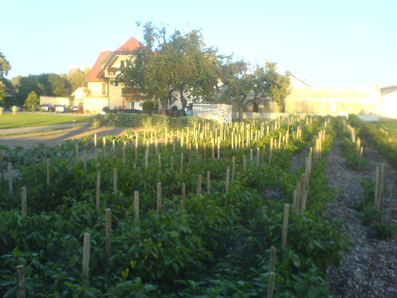 Chilipflanzen auf einem Feld