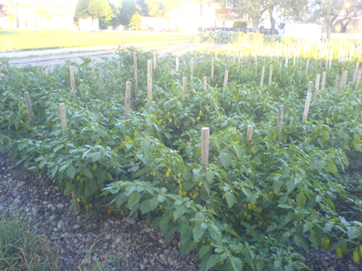Chilipflanzen auf einem Feld